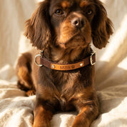 Brown dog wearing a honey leather collar engraved with a custom pet name and paw print