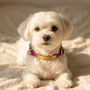 Small white dog wearing a raspberry leather collar with a personalized yellow name patch