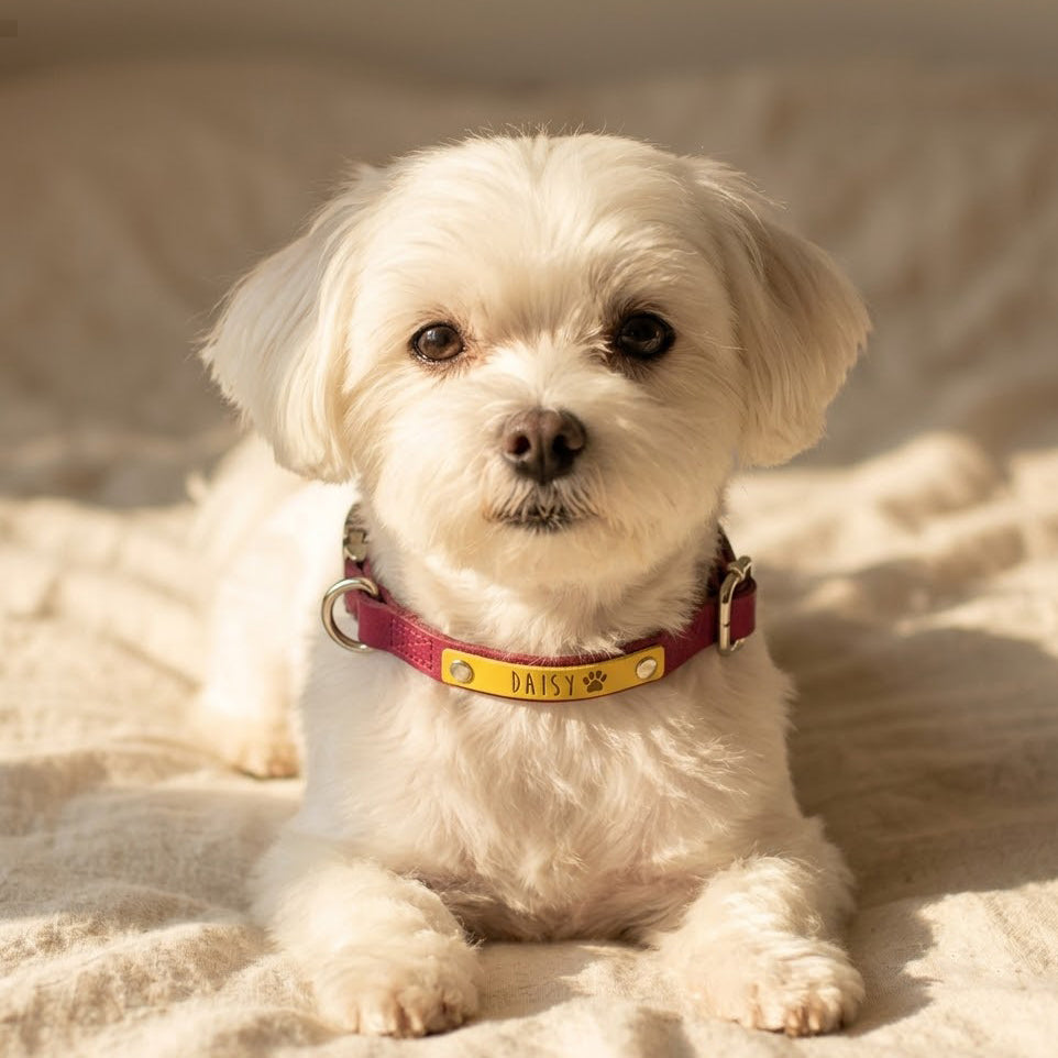 Small white dog wearing a raspberry leather collar with a personalized yellow name patch