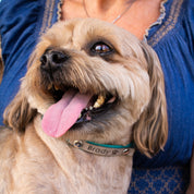 Small and large personalized leather dog collars showing ½-inch and ¾-inch width options